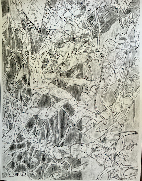 Sketch drawing of the fictional marigo bush.